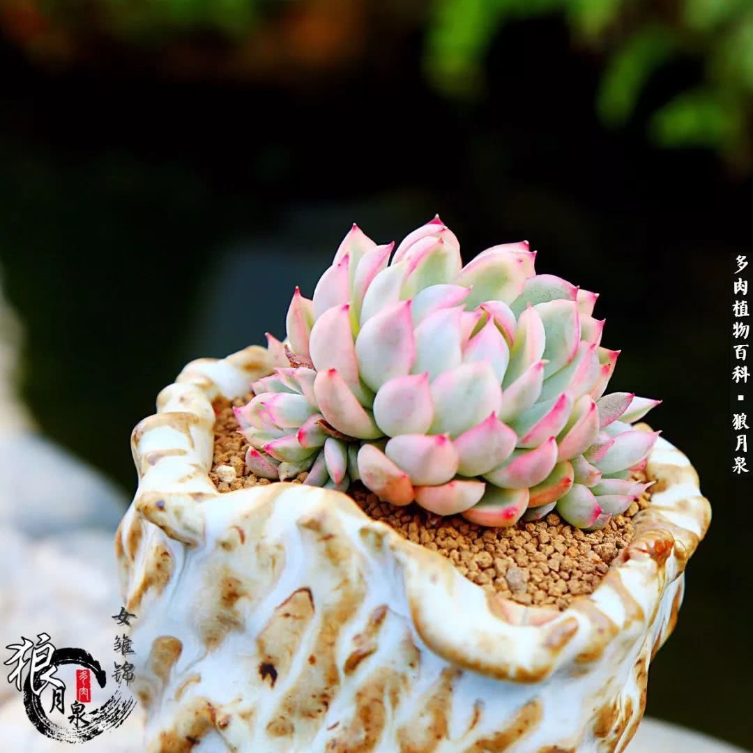 多肉度夏的前期准备,多肉度夏前杀菌