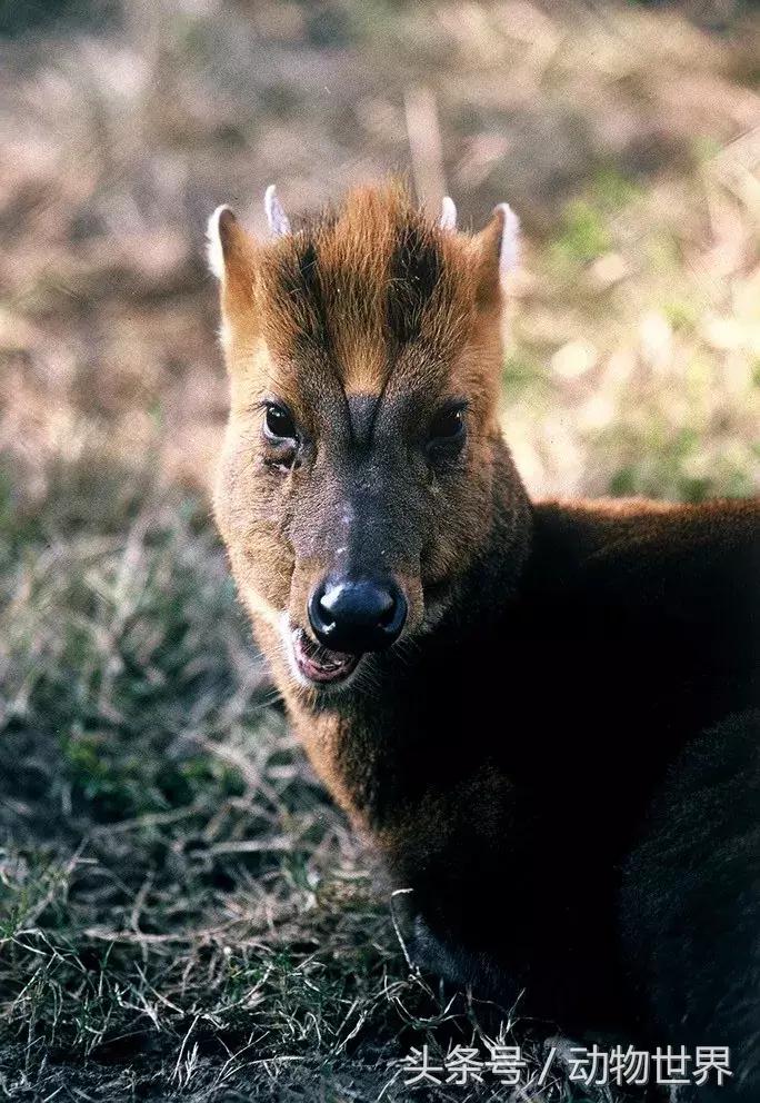 是鹿而非鹿的动物-麂