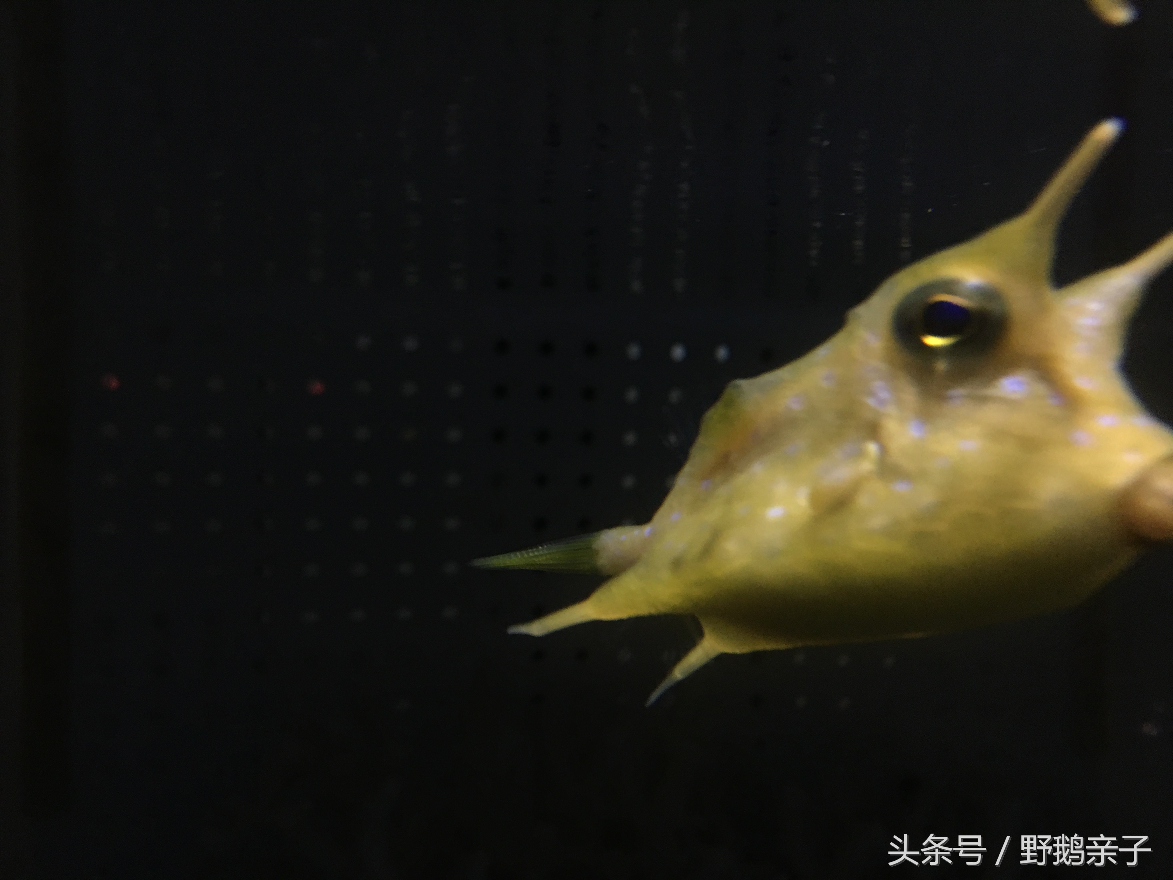 带孩子去北京动物园和海洋馆,孩子去的动物园海洋馆