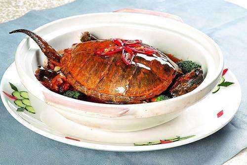 鳄龟科普视频之鳄龟可以放生吗,鳄龟为什么不能放生不能吃