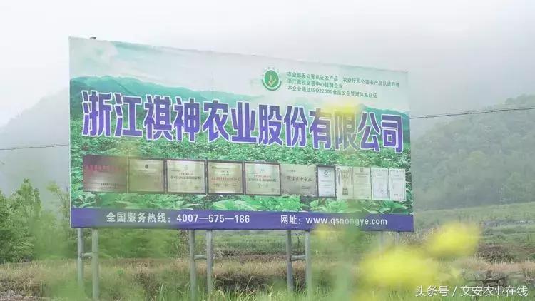 为什么大佬都投入农业,为什么商业大佬都去搞农业