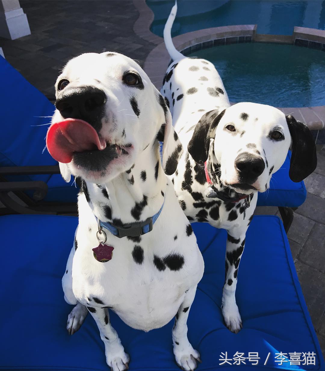 斑点狗性格特点,斑点狗为什么会脾气暴躁