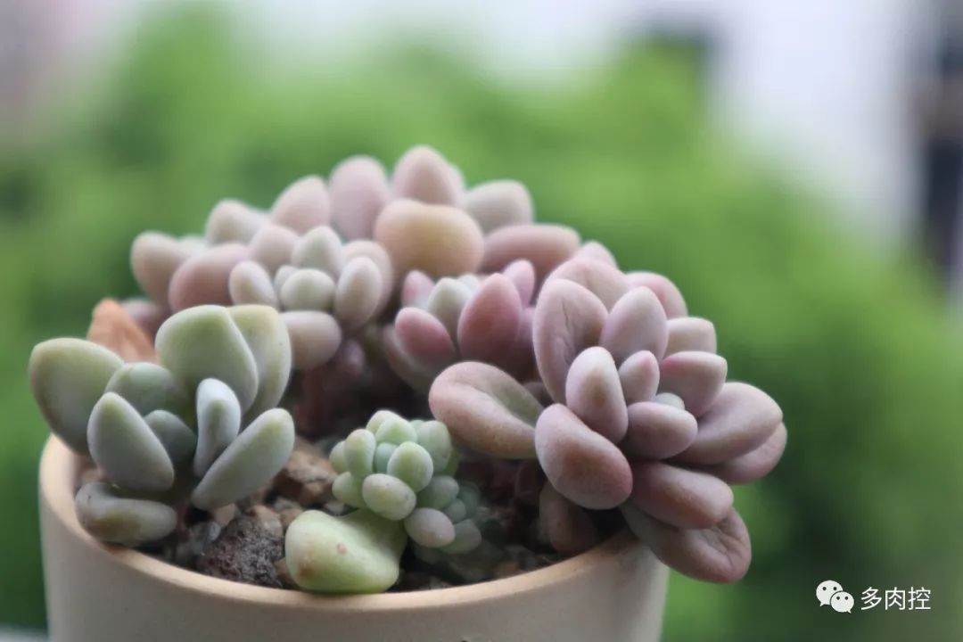 多肉宝珠徒长了怎么办,多肉徒长的原因及处理