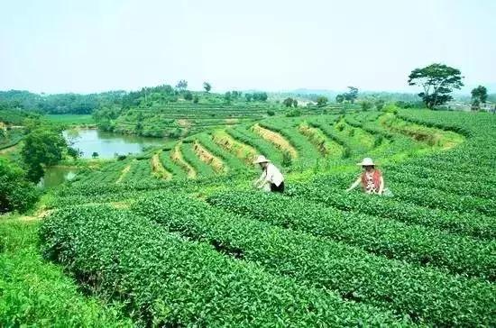 海南共享农庄批几个村庄,海南2019年首批共享农庄