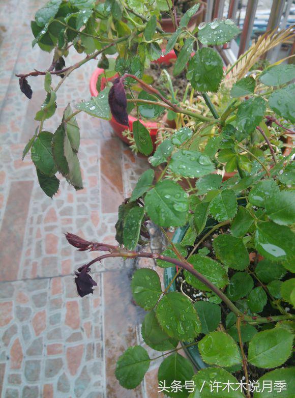 月季顶端新芽发软是什么原因,月季新芽萎蔫老叶正常是怎么回事