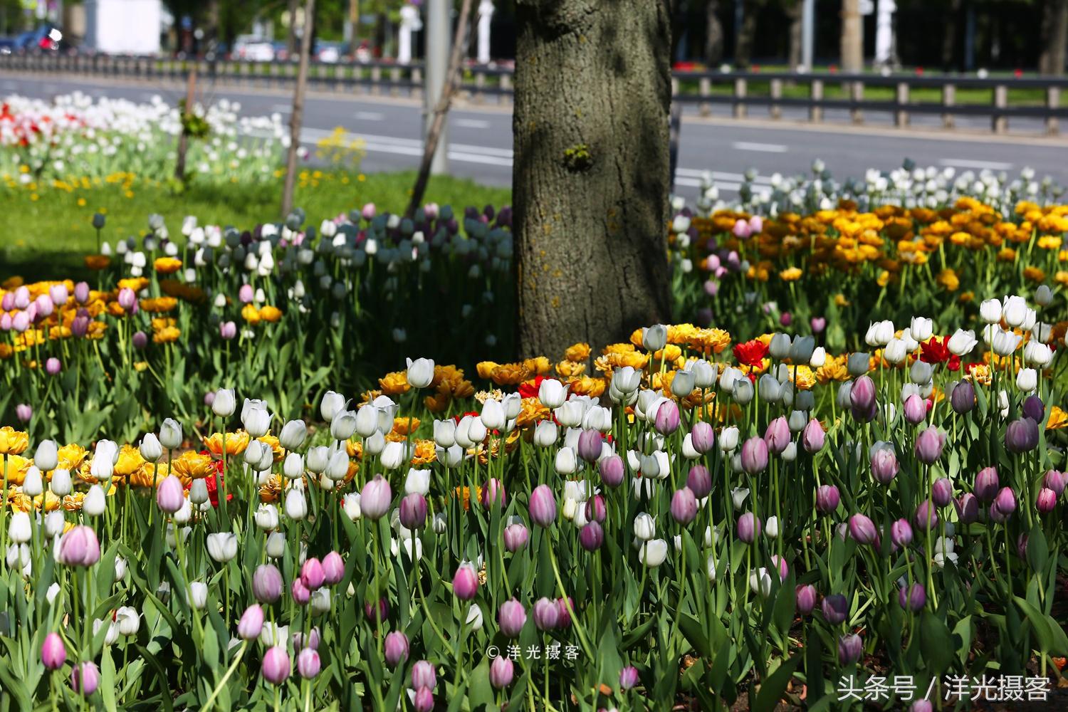 暴走俄罗斯街头,暴走莫斯科
