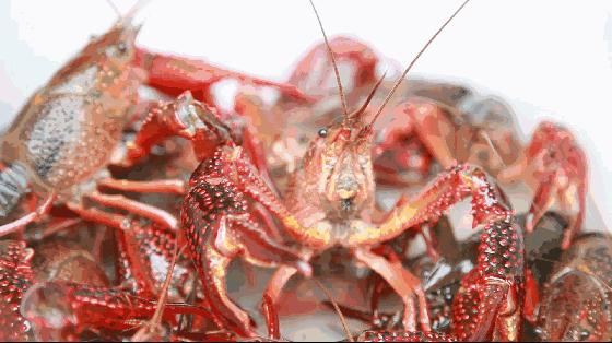 海鲜十大谣言,吃海鲜的八大谣言