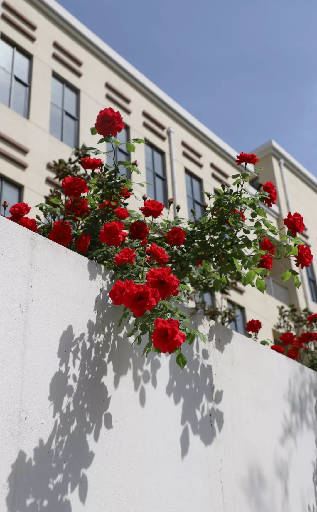海大校花,海大双胞胎校花