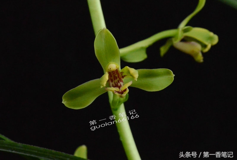 「艺兰频道」一二四:五月温度渐走高通风解闷不可少——又说管理