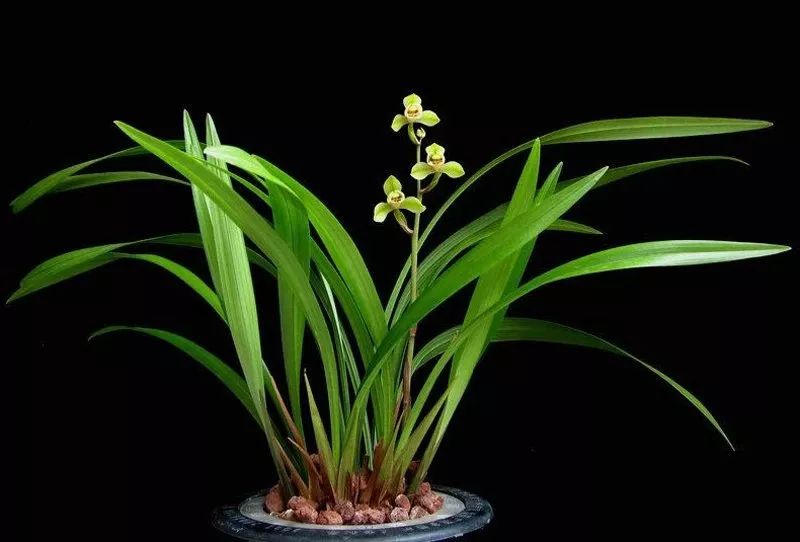 中华水仙-建兰四季兰新名品