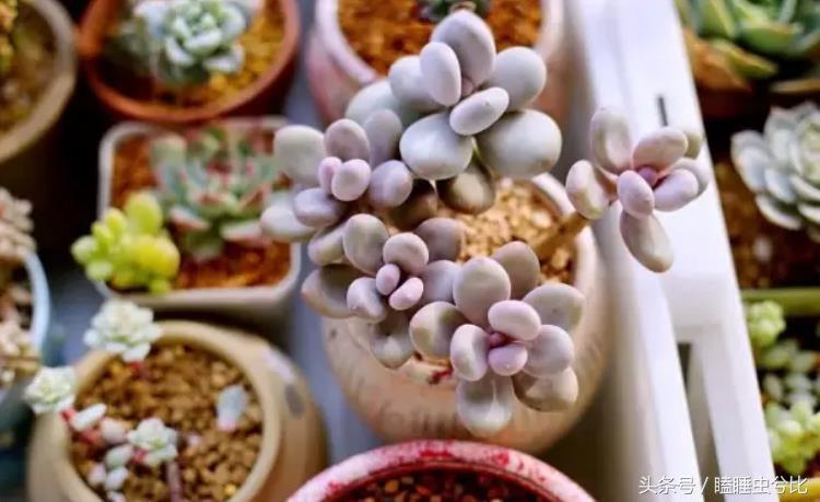 颗粒土和营养土哪个养多肉好,养多肉用什么土和什么肥料