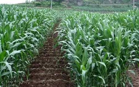 玉米苗几个叶打灭草剂,玉米苗后几片叶可以打苯唑草酮