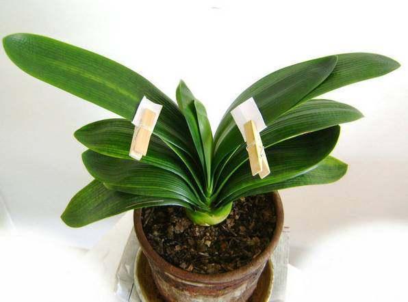 君子兰叶片歪斜严重怎么矫正,君子兰叶子歪斜矫正多少天