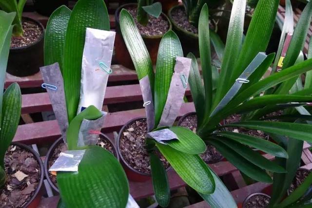 君子兰叶片歪斜严重怎么矫正,君子兰叶子歪斜矫正多少天