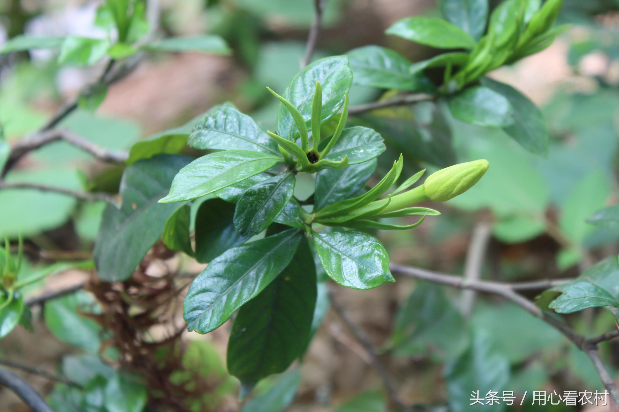 农村山上的这种草药一斤卖万元,农村草药多少钱一斤