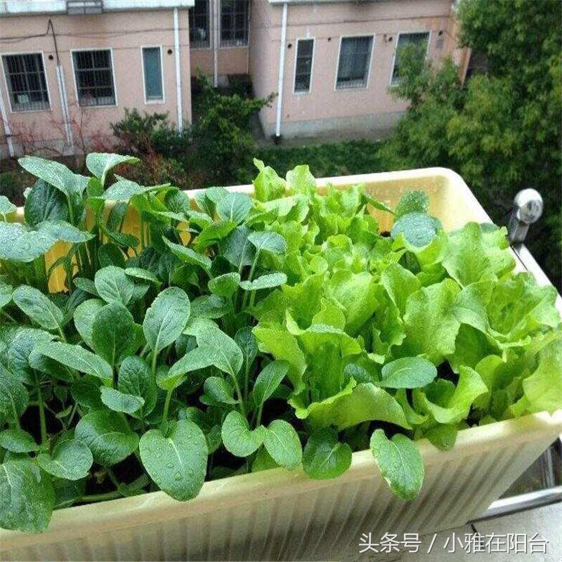 10种阳台菜种植方法,8个阳台种菜的小诀窍