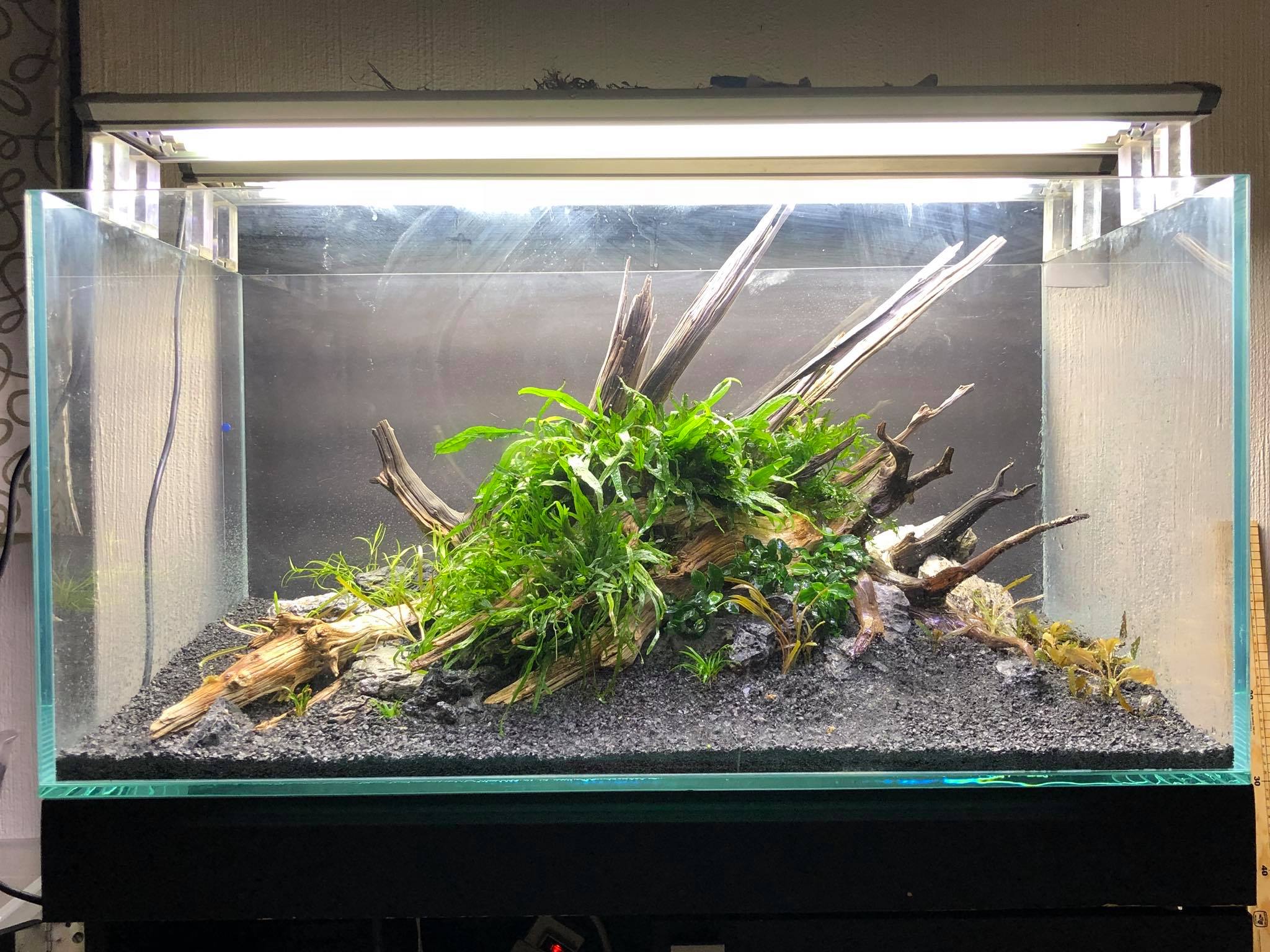 草缸的水草怎么搭配,新手草缸如何搭配水草