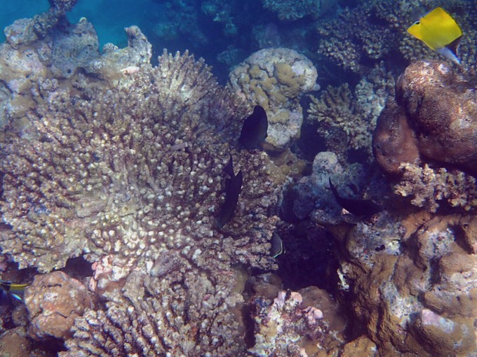 马代有毒，去过就停不下来~马尔代夫奥臻岛ozen