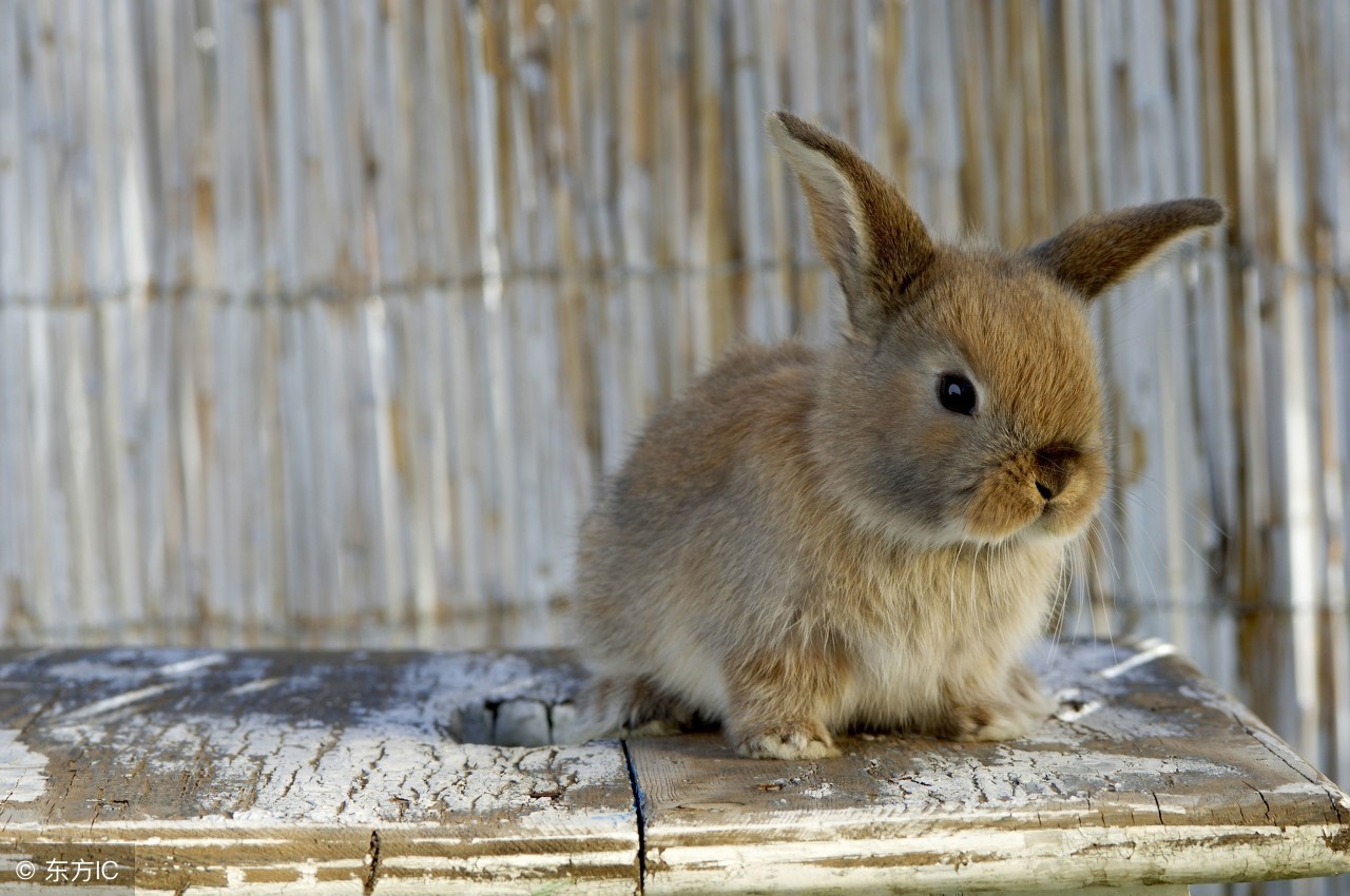 怎么防止小兔子中暑,兔子防中暑妙招