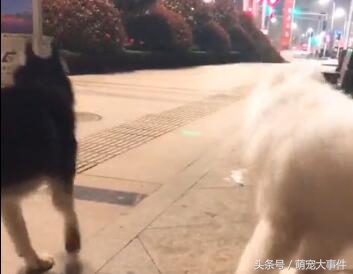 哈士奇出门遇见萨摩就害怕了,哈士奇和萨摩耶相处模式