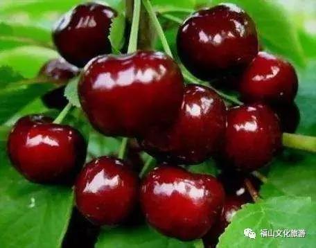 2020年烟台大棚樱桃采摘,最美樱桃季烟台露天大樱桃采摘啦