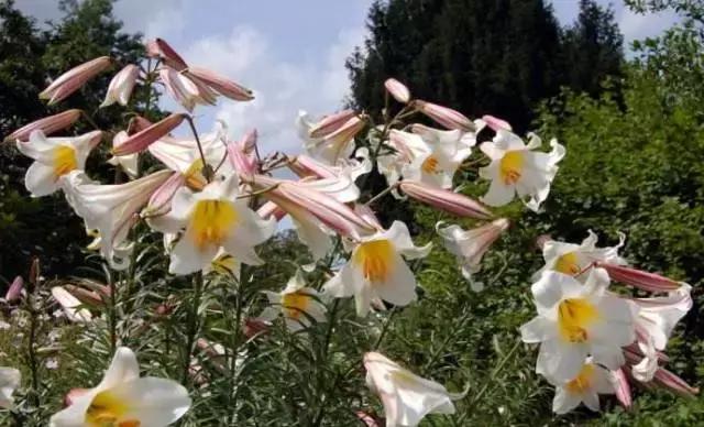 金堂鲜花山谷风景区门票多少钱,鲜花山谷金堂