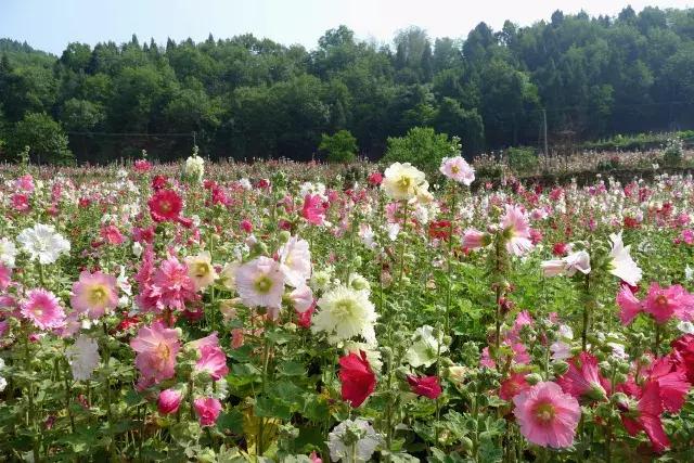 金堂鲜花山谷风景区门票多少钱,鲜花山谷金堂