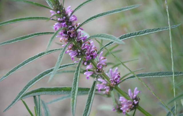 慢性宫颈炎的克星食物,妇科炎症别担心用妇炎洁