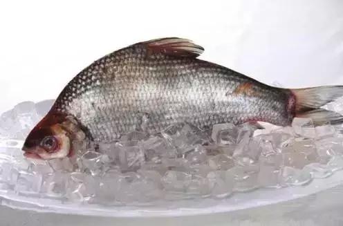 中国黑龙江的鳇鱼,探秘黑龙江鳇鱼