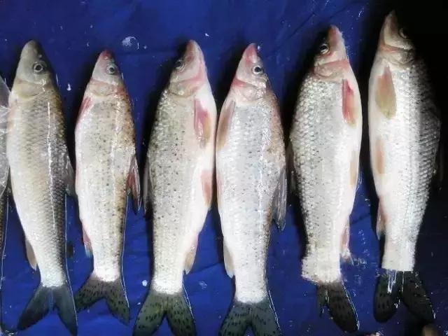 中国黑龙江的鳇鱼,探秘黑龙江鳇鱼