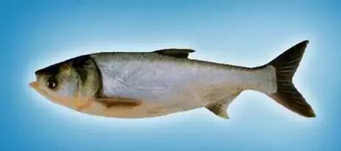 中国黑龙江的鳇鱼,探秘黑龙江鳇鱼