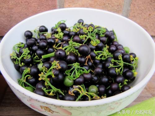 农村路边不起眼的野草，如今却用它致富，每亩超过万元