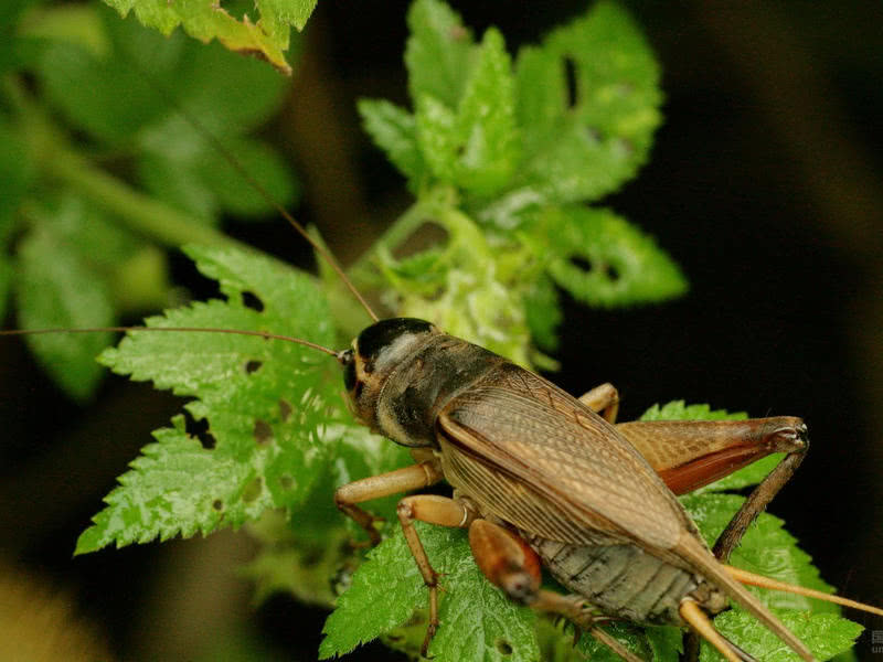 盘点小时候在农村常见的虫子,农村小时候常见的虫子