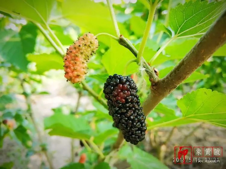 黄陂好景何处觅，火塔公路几十里