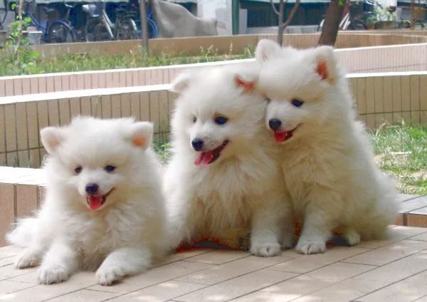 银狐犬讨人喜欢为啥养的人却不多,银狐犬为什么很少人养