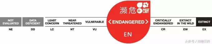 世界海龟日古老的爬行动物,世界海龟日它们奔赴星辰大海