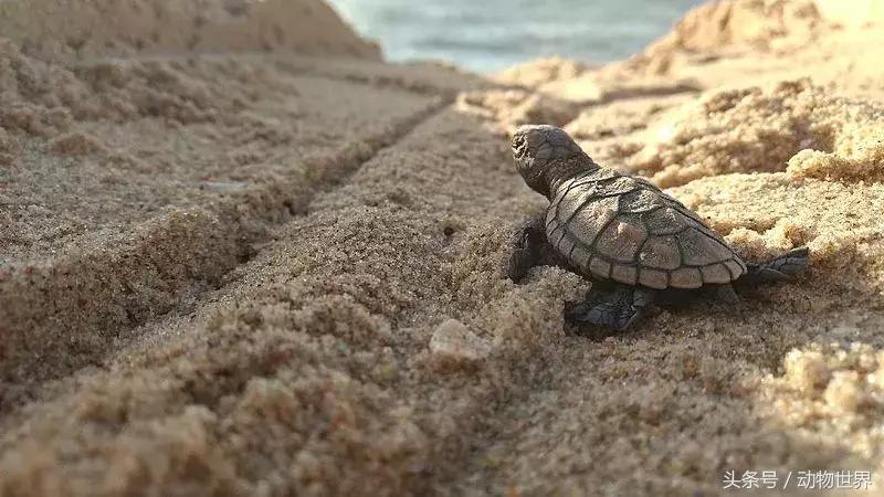 世界海龟日古老的爬行动物,世界海龟日它们奔赴星辰大海