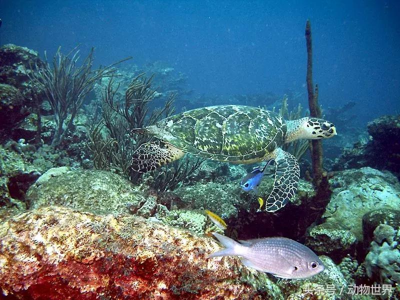 世界海龟日古老的爬行动物,世界海龟日它们奔赴星辰大海