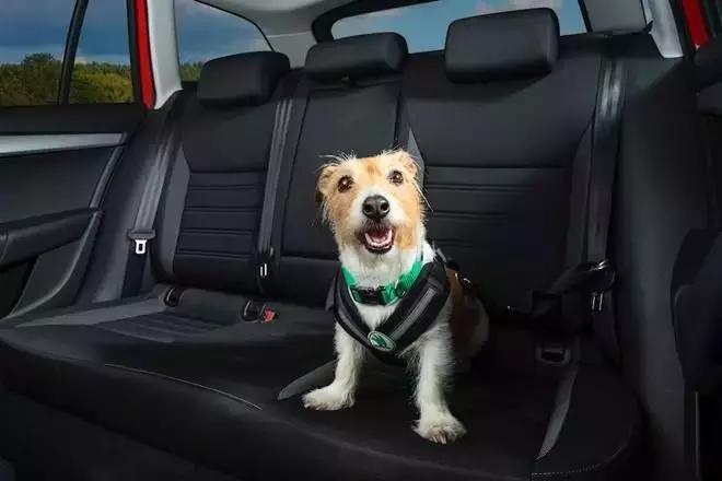 如何治愈抑郁狗狗,狗狗为什么会得抑郁症