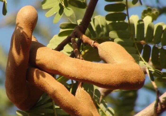 最受中国人欢迎的泰国物品是什么,一年四季都有的泰国水果有哪些