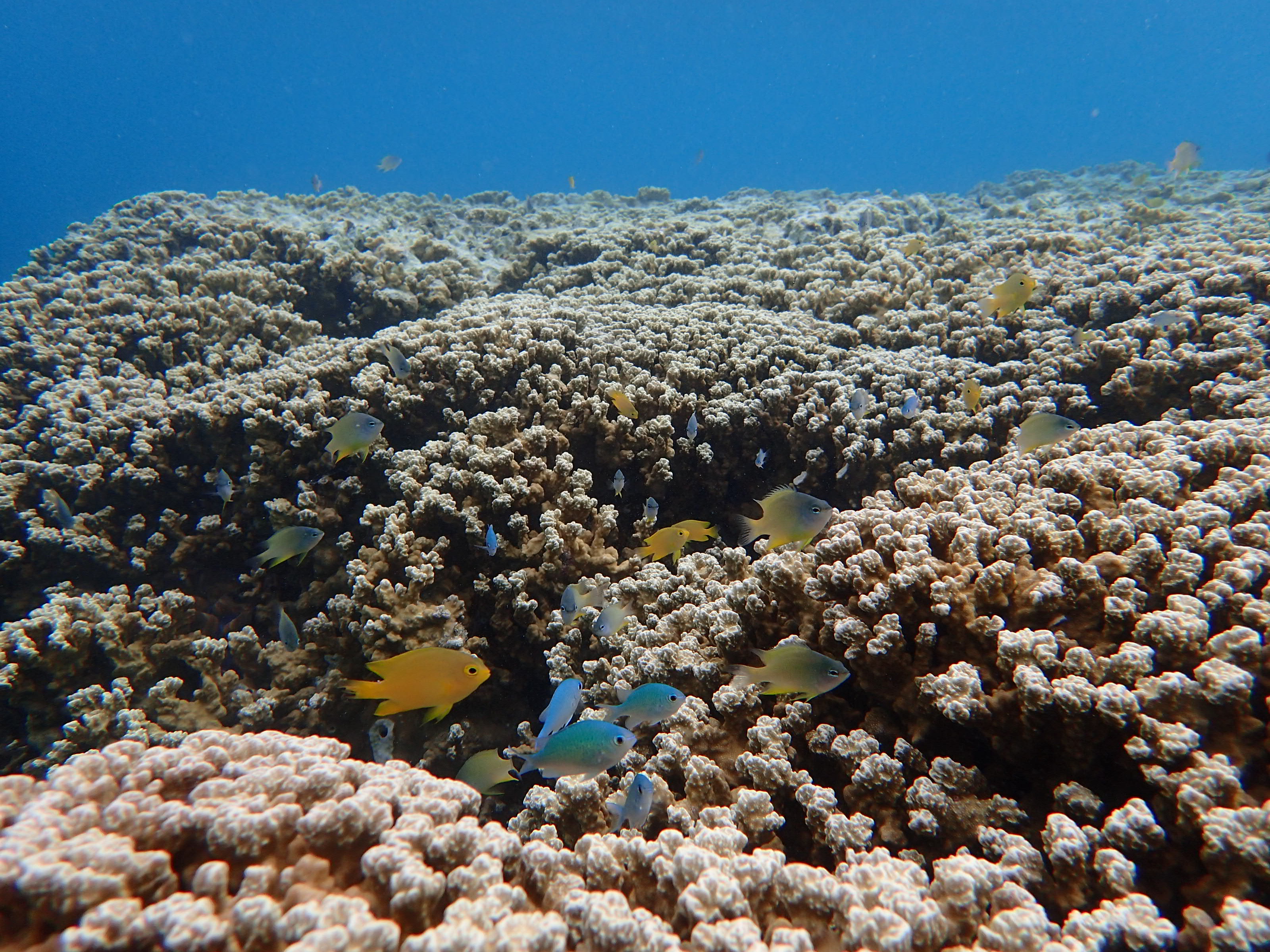 海岛国家｜帕劳最经典的浮潜点也是最值得一去的地方！