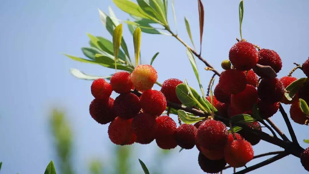 又到一年杨梅季完整视频,又到一年杨梅季