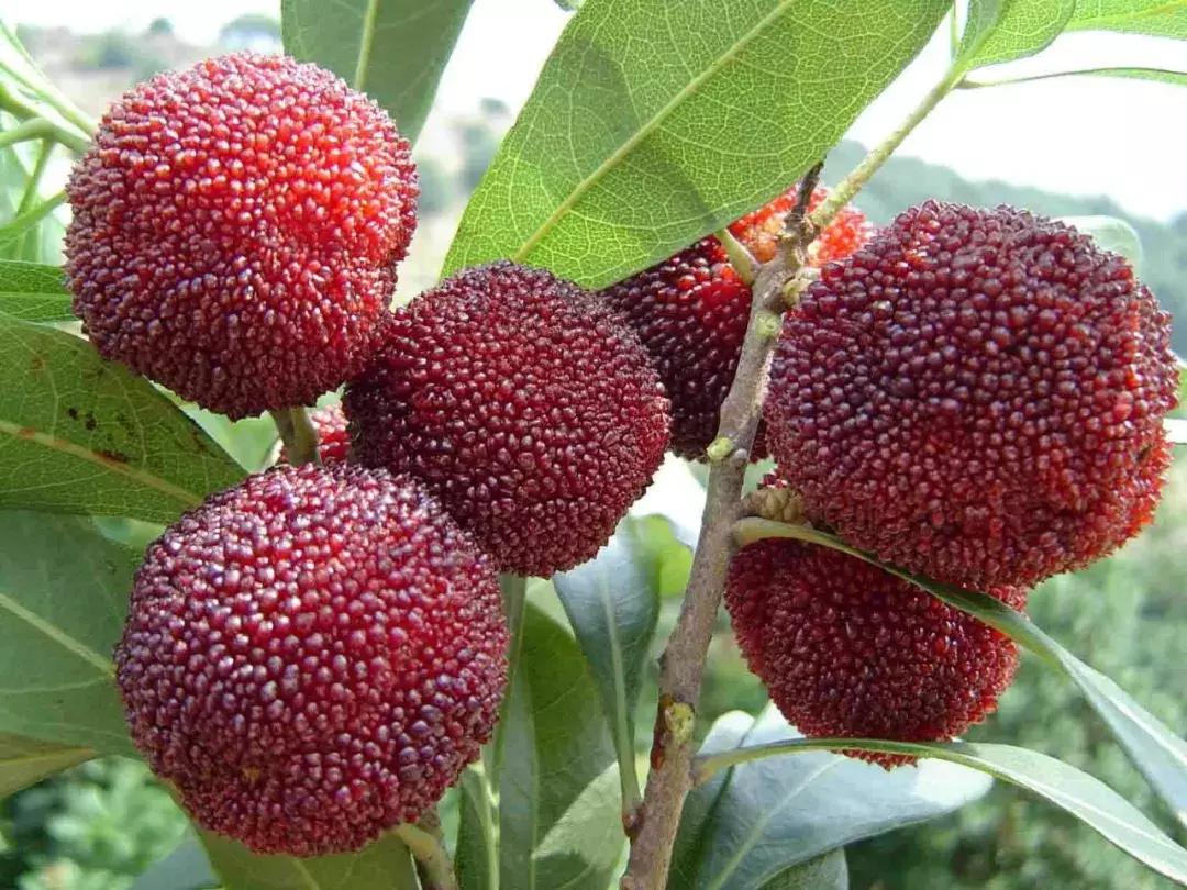 又到一年杨梅季完整视频,又到一年杨梅季