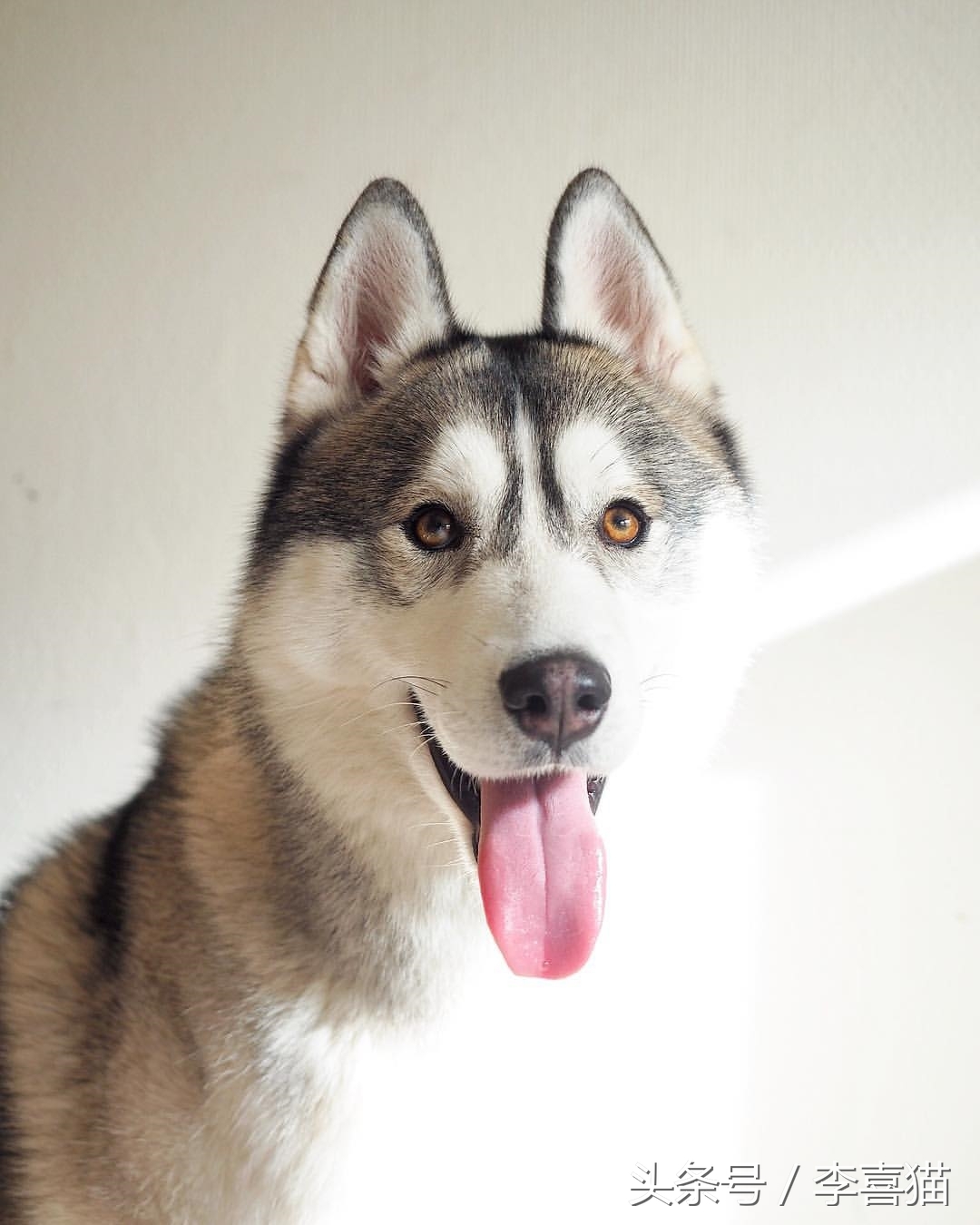 哈士奇中的高颜值存在，这清秀甜美的相貌真的是二哈界的一股清流