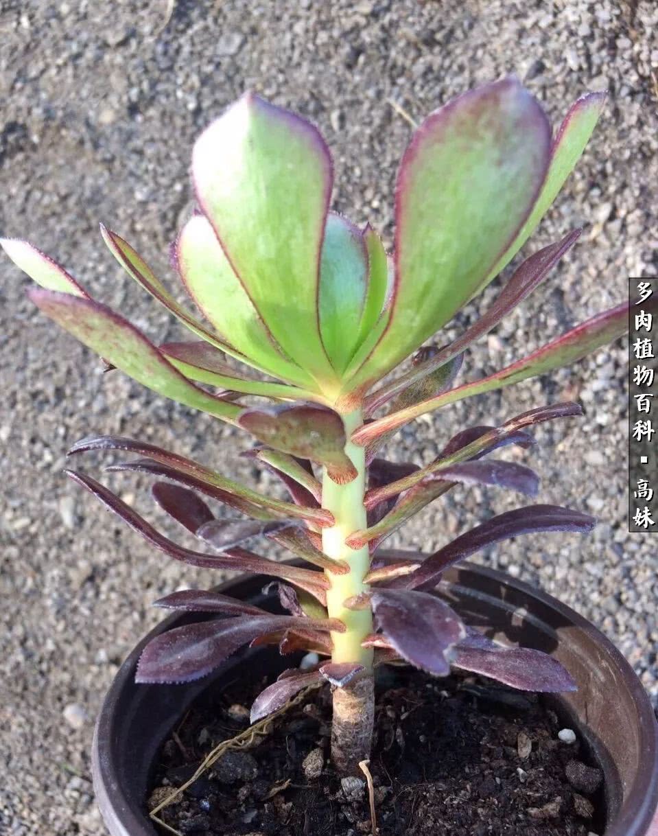 90张多肉图片——纪念入坑两周年！