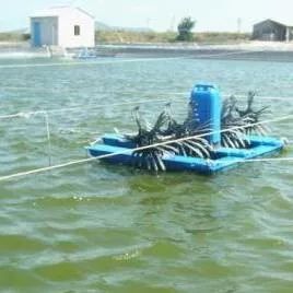 虾塘下风口有白色泡沫,虾塘水面大量白色泡沫