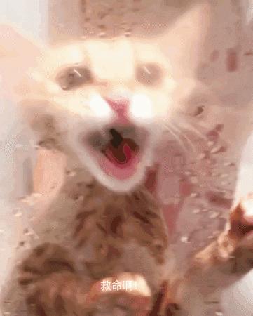 喜欢游泳还要穿订制泳衣下水，又是别人家的猫！