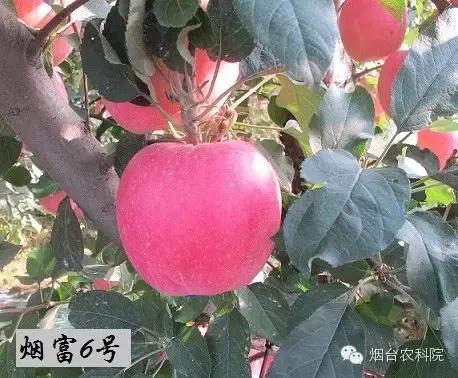 红富士葡萄品种介绍,红富士品种大全图片