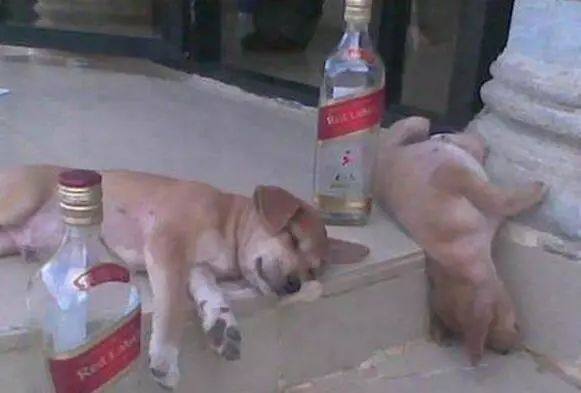 狗吃木糖醇会致死真的假的,多少克木糖醇可令狗死亡