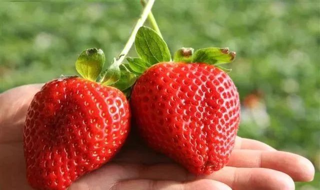 用种子种草莓的方法步骤,种草莓种子要戳孔吗